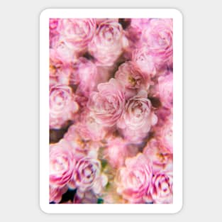 Pale pink rose bush photographed through a prism filter Sticker